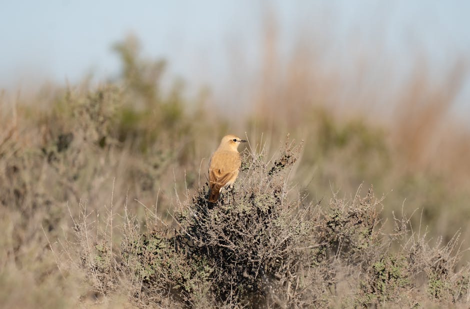 A small bird sitting on top of a bush